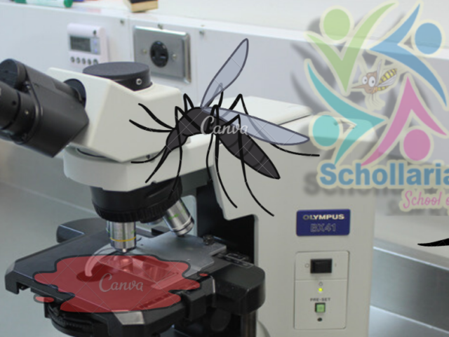 Tata Laksana dan Pengobatan Penyakit Malaria (2)